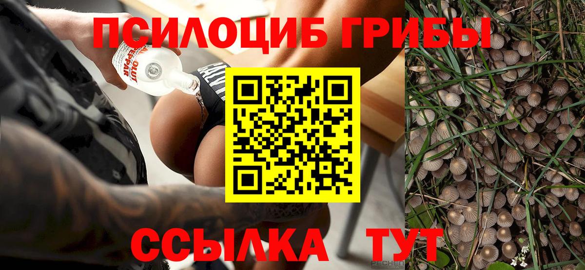 Снежинск  Псилоцибиновые грибы прущие грибы  Вход с VPN 
